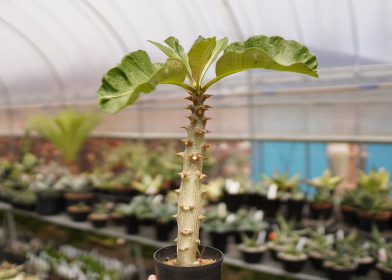 塊根植物 パキポディウム　バロニー ☆特価☆コーデックス：パキポディウム バロニー 実生 L*塊根幅