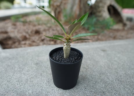 【沖縄実生株】パキポディウム　バロニー　Pachypodium baronii  No.2