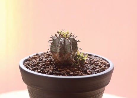 特白ホリダ  　子吹き