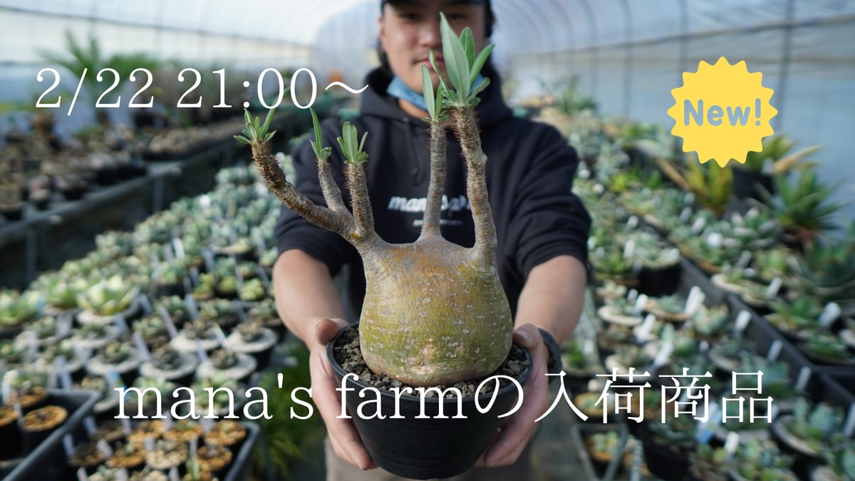 個性的なパキポディウムの現地株を多数アップします。 | mana's farm