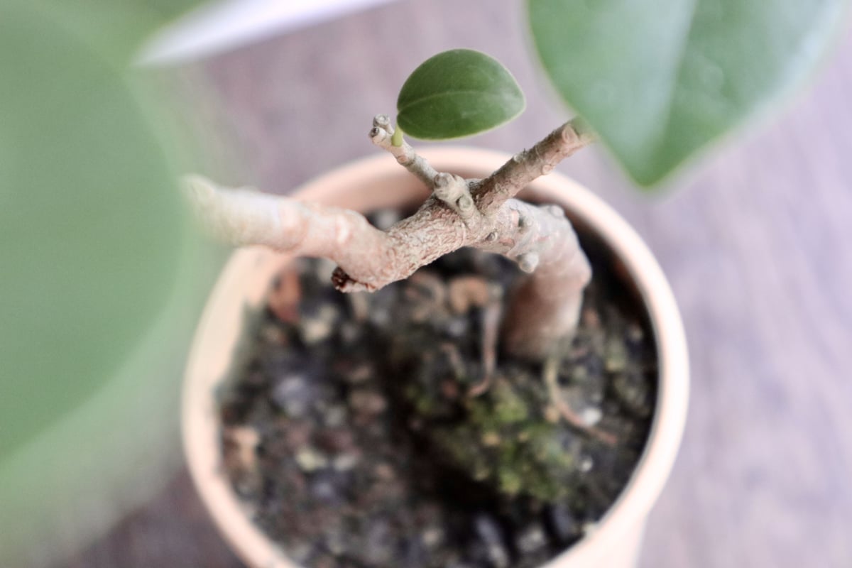 ここ様 アデニウム・パンダガジュマル おまとめ価格 