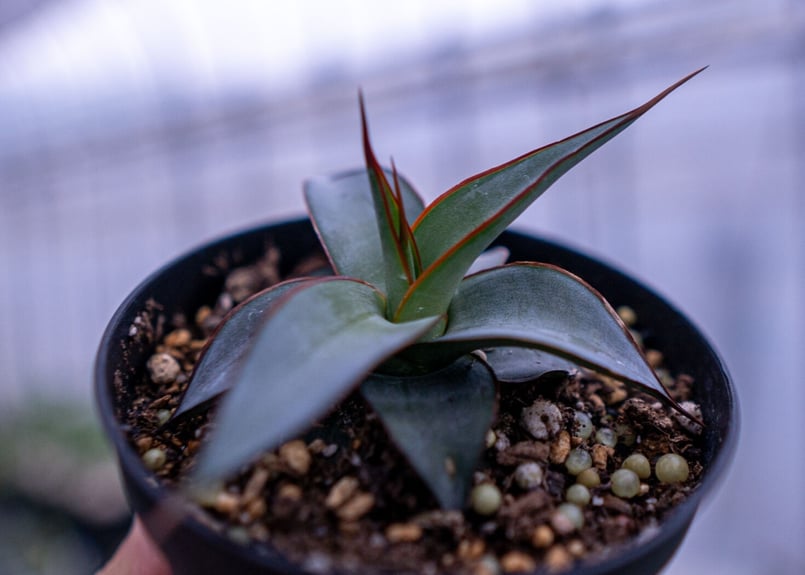 アガベ インプレッサ | mana's farm:塊根植物・アガベ・ドライガーデン