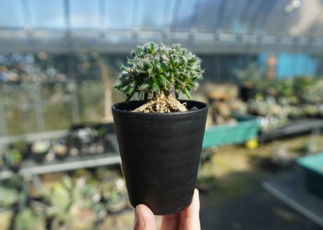 トリコディアデマ　デンサム　Trichodiadema densum  No.3