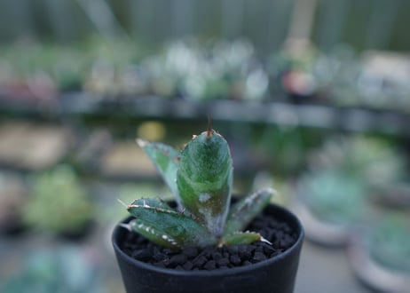 アガベ　チタノタ　 ブラックアンドブルー 　Agave titanota black and blue　No.3