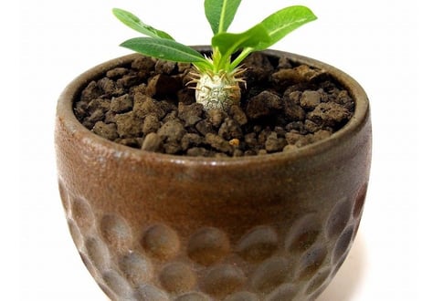 パキポディウム エブレネウム　Pachypodium eburneum
