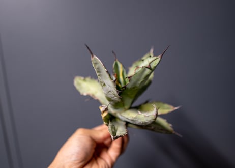 Agave titanota Agave B&B No.1