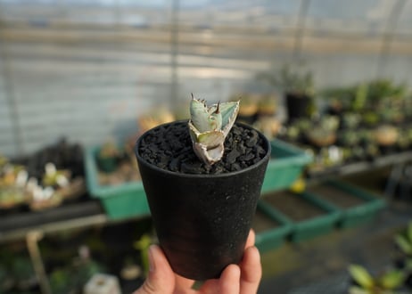 アガベ　チタノタ　ホワイトアイス 　agave titanota whiteice No.1