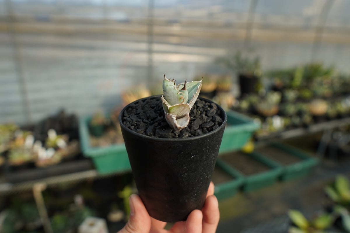 アガベ チタノタ ホワイトアイス agave titanota whiteice No.1