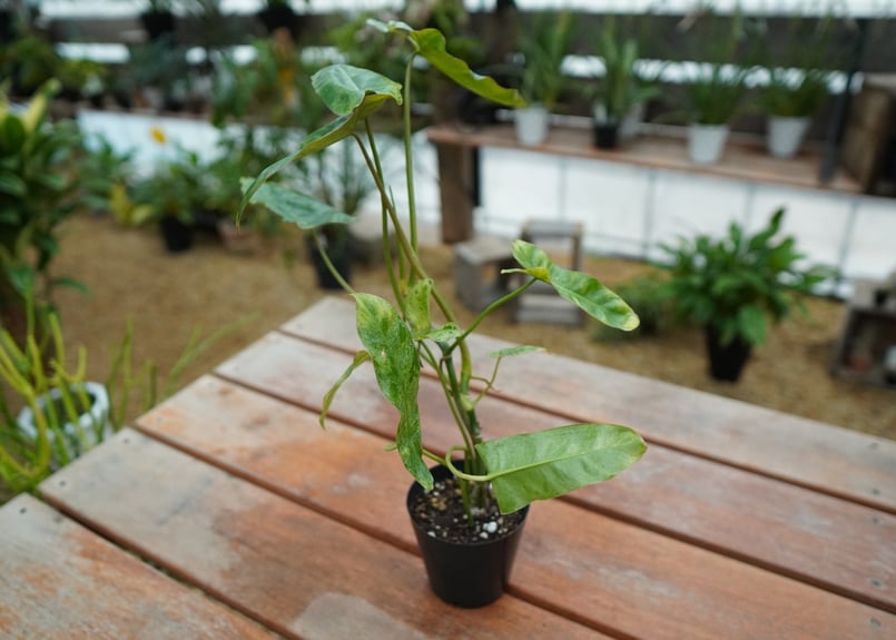 フィロデンドロン パライソヴェルデ | mana's farm:塊根植物