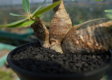パキポディウム マカイエンセ　Pachypodium makayense　No.4
