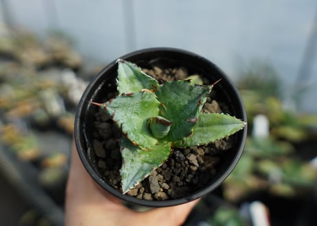 アガベ　チタノタ　ブルー　agave titanota Blue 　No.2