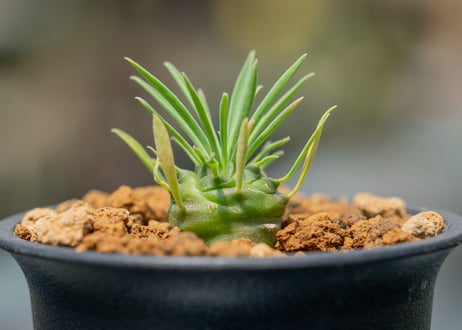 ユーフォルビア オベサ鉄甲
