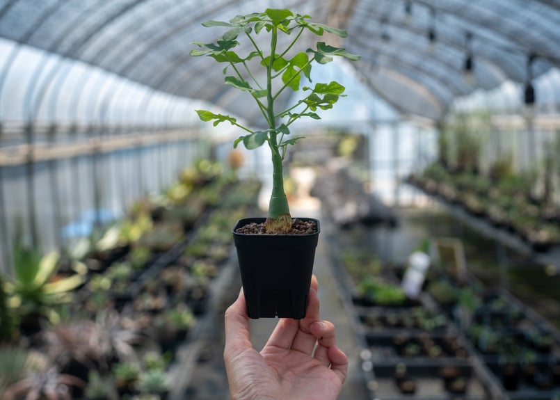 アデニア グラウカ Adenia glauca NO.3 | mana's farm:塊根植