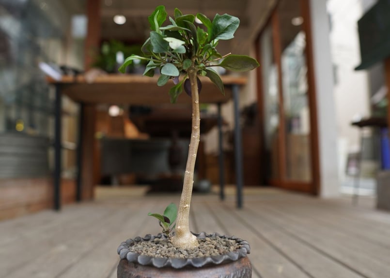 オトンナ トリプリネルビア Othonna triplinervia | mana's far