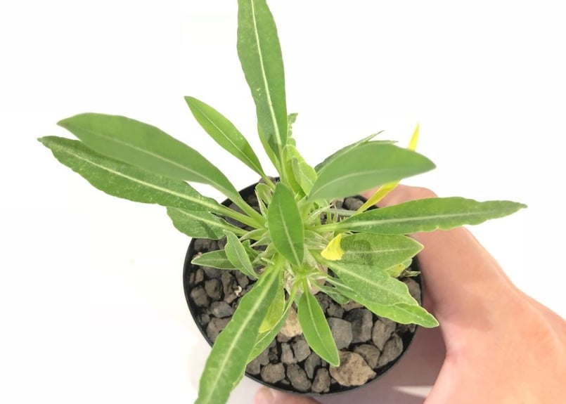 パキポディウム デンシカウレ 恵比寿大黒 実生 №3 | mana's farm:塊根