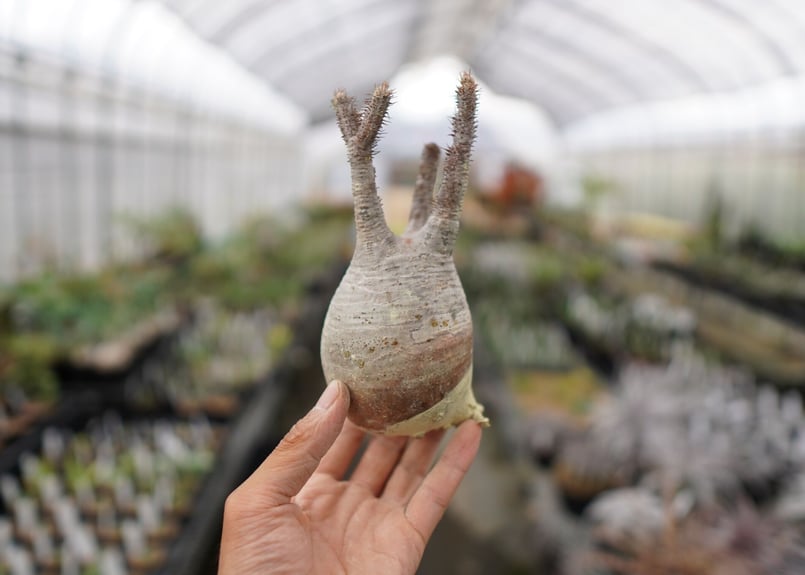 パキポディウム・グラキリス 抜き苗 〈29〉 | mana's farm:塊根植物