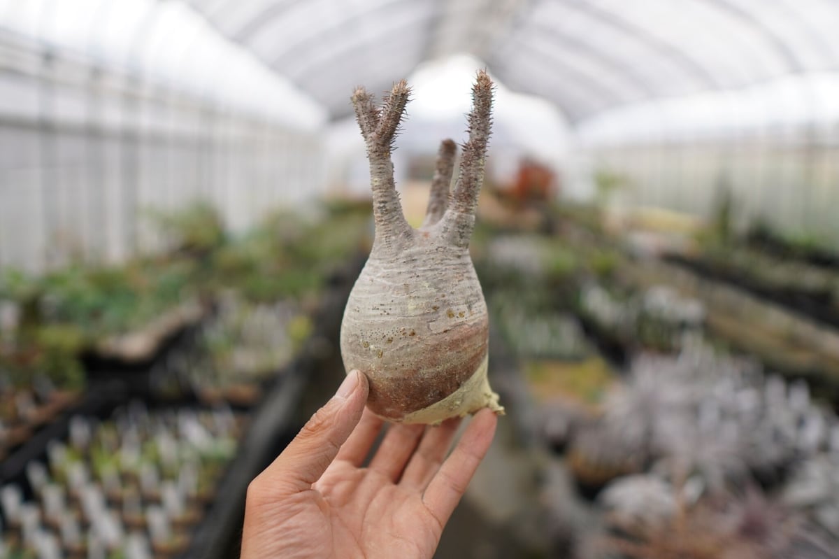 実生 良型 パキポディウム グラキリス 抜き苗 パキポディウム・グラキリス 抜き苗 〈29〉 | mana's farm:塊根植物