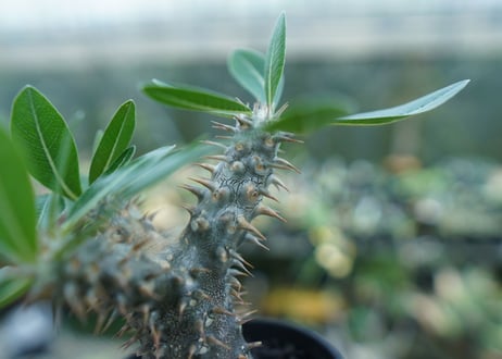 パキポディウム　伊藤ハイブリッド　Pachypodium 'Itoh Hybrid'