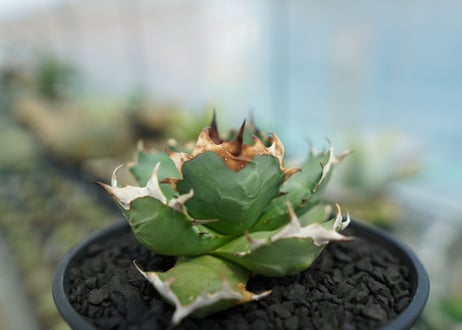 アガベ　チタノタ　姫厳龍　Agave titanota dwarf