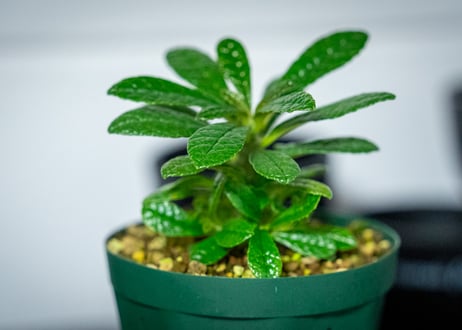 ドルステニア　ギガス　Dorstenia gigas