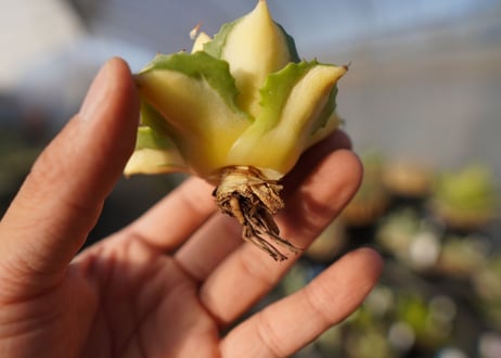 agave 王妃雷神黄中斑 NO.3