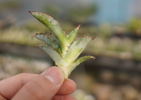 Agave titanota 'black and blue'　カキ子　No.5
