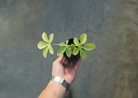 アデニア　グラウカ　Adenia glauca