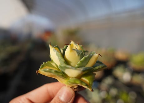 agave 王妃雷神黄中斑 NO.3