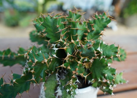 ユーフォルビア　ウムフォロジエンシス　Euphorbia umfoloziensis