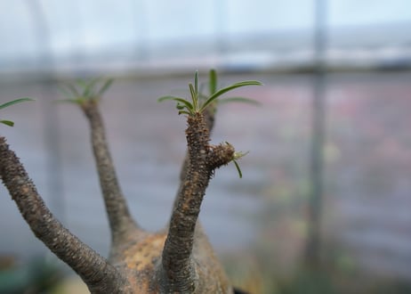 パキポディウム　グラキリス　Pachypodium  Gracilius No.4