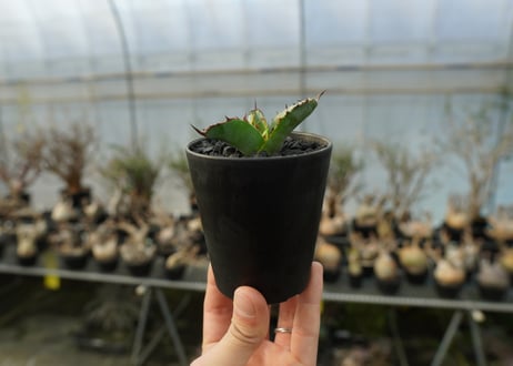 アガベ　チタノタ　 ブラックアンドブルー 　Agave titanota black and blue　No.1