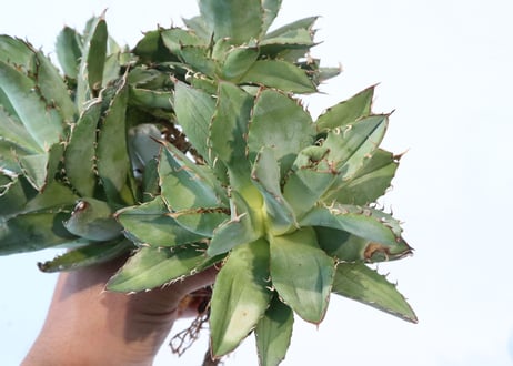 Agave titanota 'Filigree' montrose dwarf