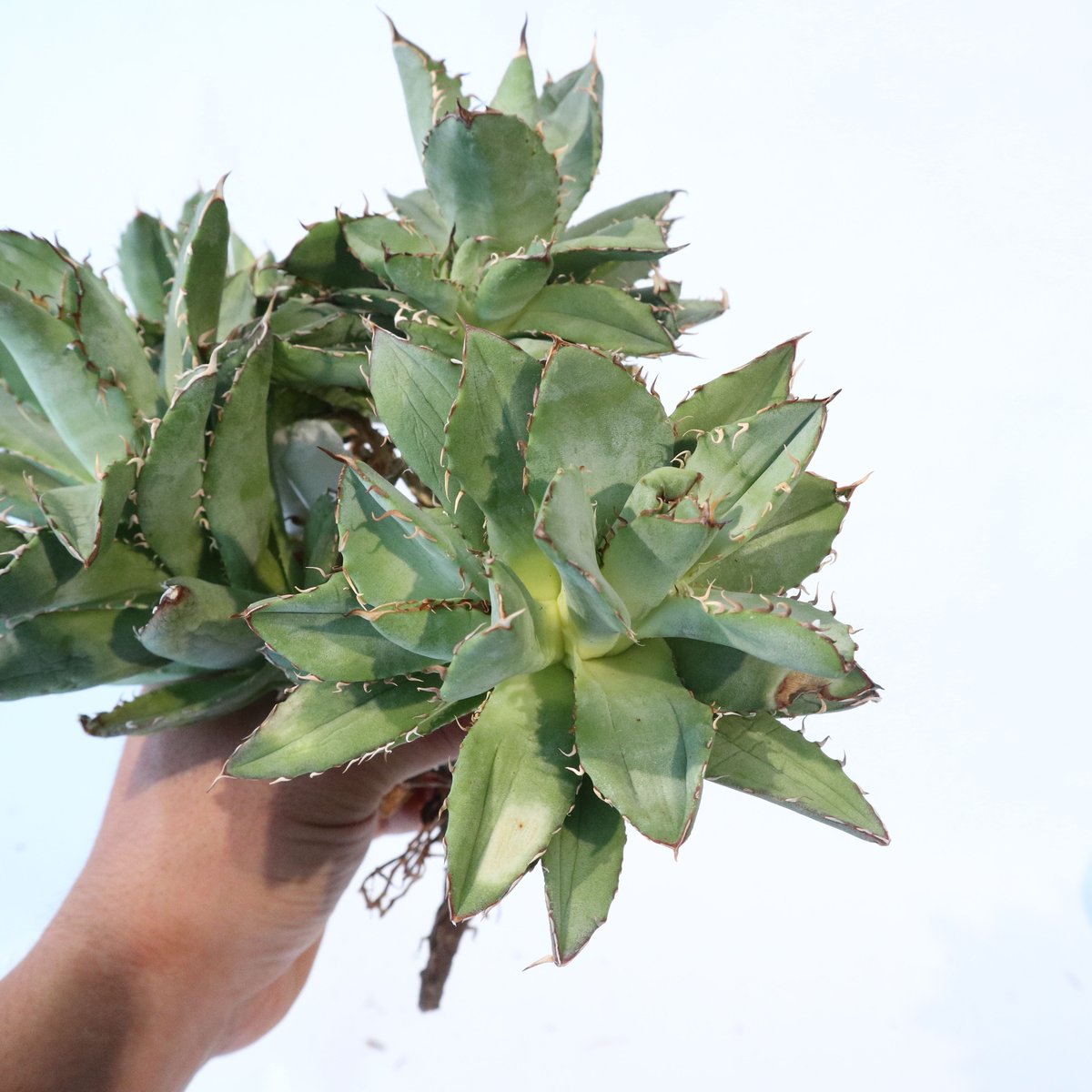 fit=scale-down,w=1200