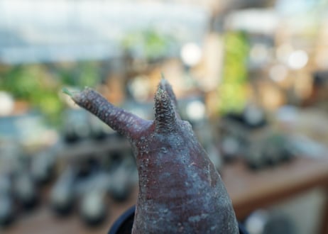 【未発根】パキポディウム　グラキリス　 Pachypodium Gracilius  No.16