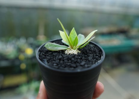 パキポディウム　恵比寿笑い　Pachypodium brevicaule　No.7