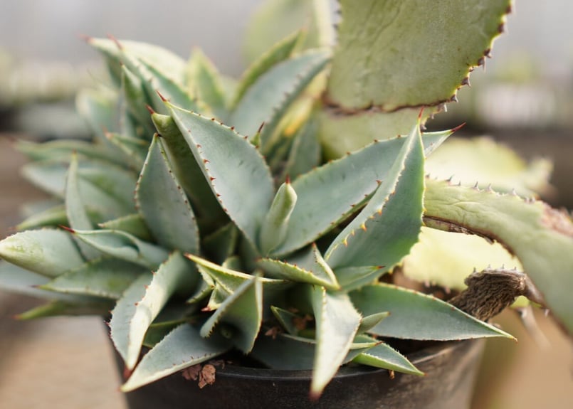 アガベ チタノタ ドラゴントゥース カキコ | mana's farm:塊根植物