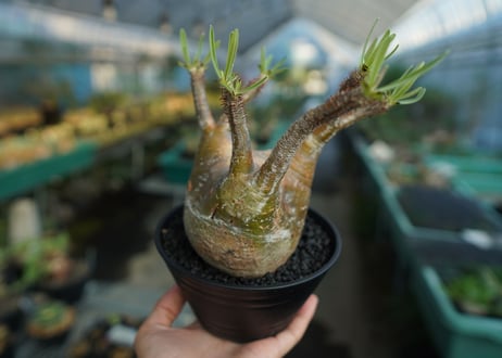 パキポディウム　グラキリス　 Pachypodium Gracilius  No.2
