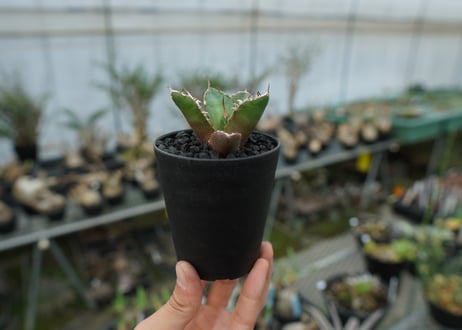 アガベ　チタノタ　鬼爪雪峰  Agave titanota “Onitsume Yukimine” 子株　No.1