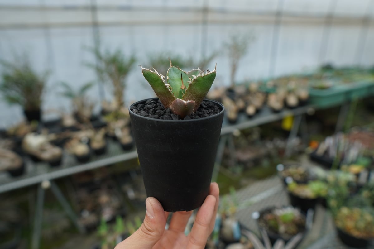 アガベ チタノタ 鬼爪雪峰 Agave titanota “Onitsume Yukimin