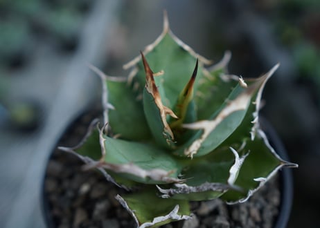 アガベ　チタノタ　FO-76　agave titanota  FO-76  No.2