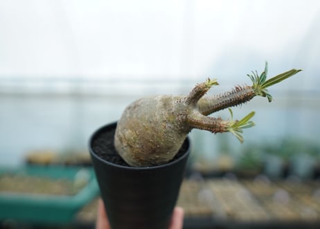 パキポディウム　グラキリス　 Pachypodium Gracilius  No.1