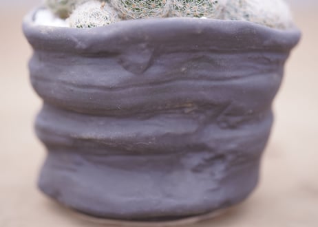 マミラリア 白絹丸　 Mammillaria lenta