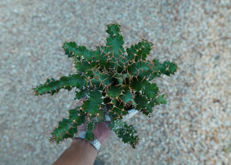 ユーフォルビア ウムフォロジエンシス Euphorbia umfoloziensis | ma