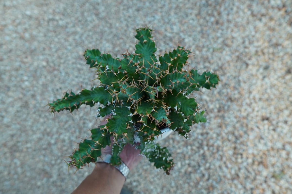ユーフォルビア ウムフォロジエンシス Euphorbia umfoloziensis | ma