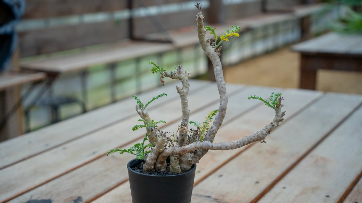 ペラルゴニウム カルノーサム | mana's farm:塊根植物・アガベ・ドライ