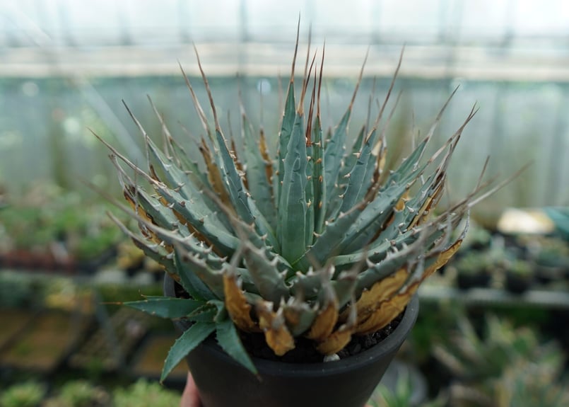 アガベ ユタエンシス Agave uthaensis No.5 | mana's farm:塊