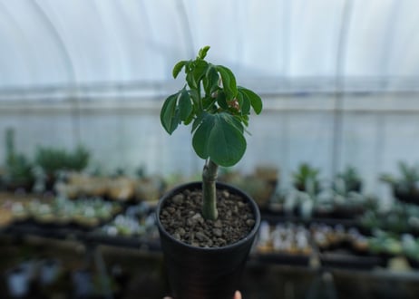 アデニア　グラウカ　Adenia glauca