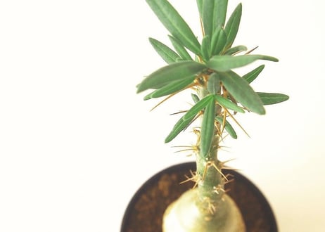 パキポディウム サキュレンタム 天馬空　Pachypodium succulentum
