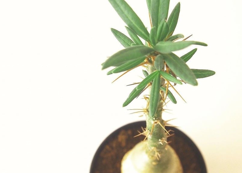 パキポディウム サキュレンタム 天馬空 Pachypodium succulentum | m