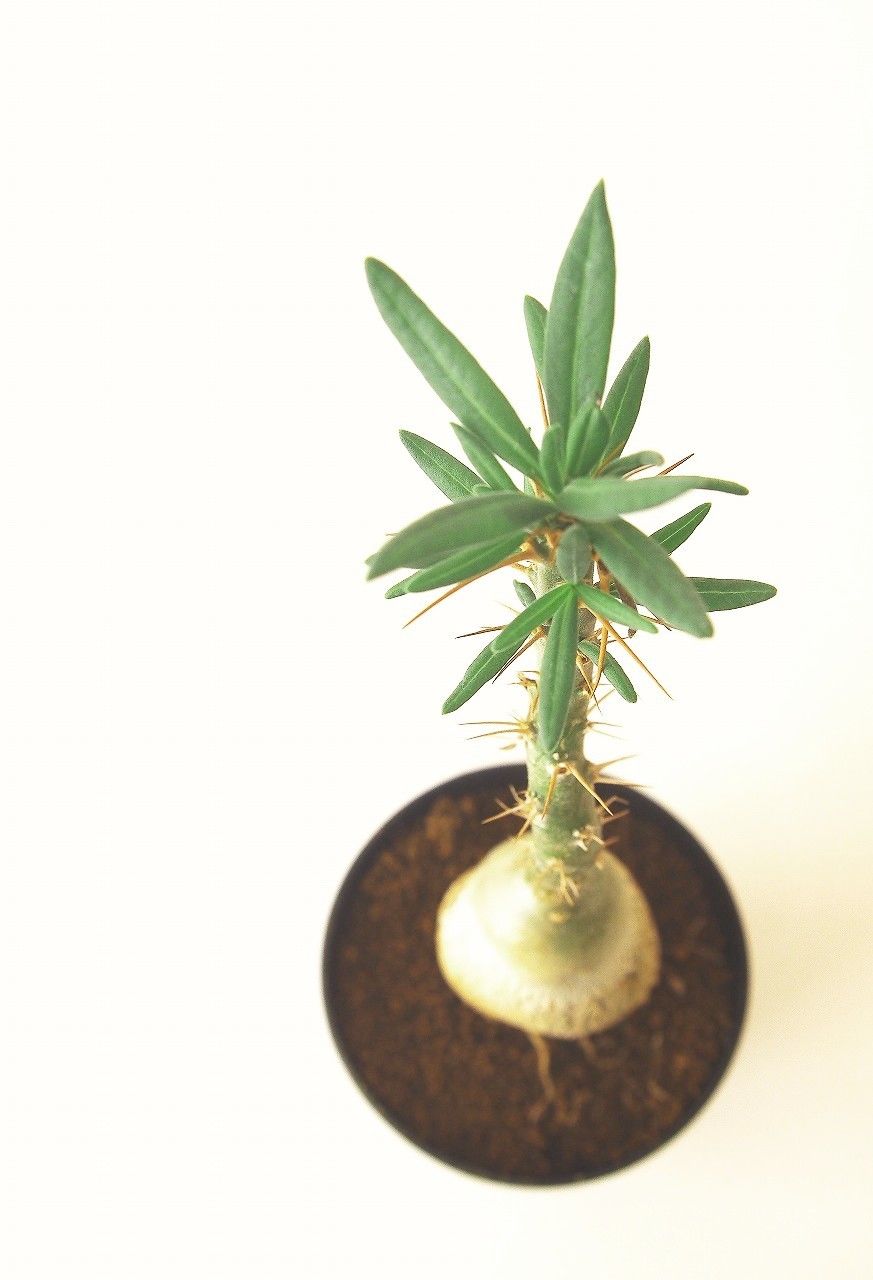 パキポディウム サキュレンタム 天馬空 Pachypodium succulentum | m